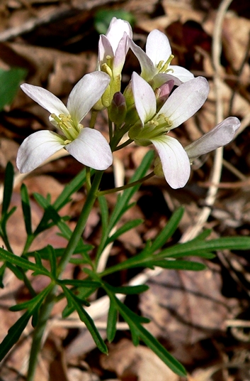 {Cardamine dissecta}